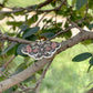 Red, Black and Green Butterfly - ENAMEL PIN